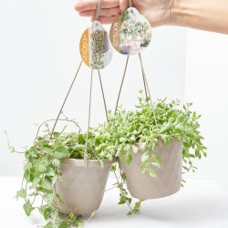 CRASAS MIX MACETA 14CM COLGANTE 