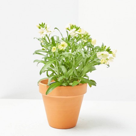 CHEIRANTHUS MACETA 11CM