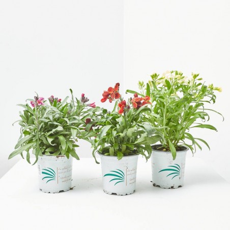 CHEIRANTHUS MACETA 11CM