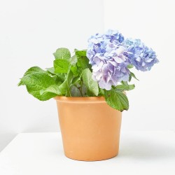 HORTENSIA INNOCENCE MACETA 3L