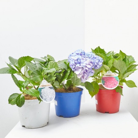 HORTENSIA INNOCENCE MACETA 3L