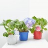 HORTENSIA INNOCENCE MACETA 3L