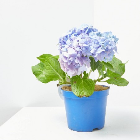 HORTENSIA INNOCENCE MACETA 3L