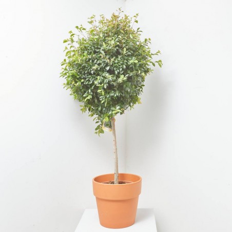 EUGENIA NEWPORT COPA