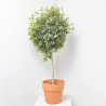 EUGENIA NEWPORT COPA