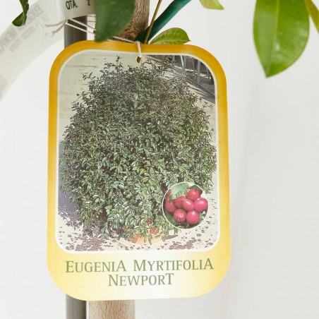 EUGENIA NEWPORT COPA