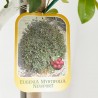 EUGENIA NEWPORT COPA