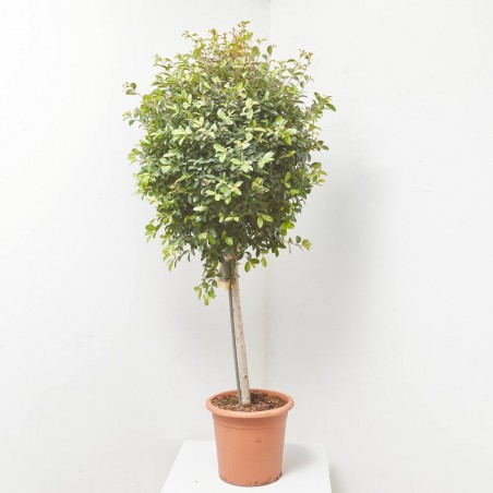EUGENIA NEWPORT COPA