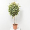 EUGENIA NEWPORT COPA
