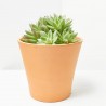 ECHEVERIA TARRINA 23CM