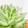 ECHEVERIA TARRINA 23CM