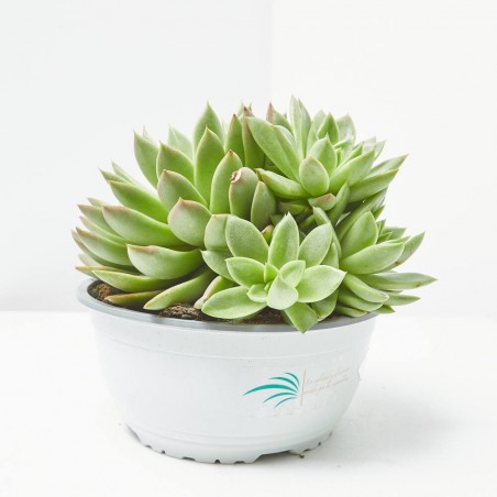 ECHEVERIA TARRINA 23CM