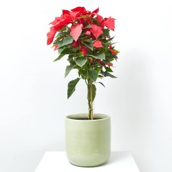 FLOR DE PASCUA POINSETTIA COPA MACETA 3 LITROS