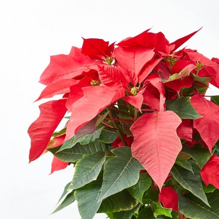 FLOR DE PASCUA POINSETTIA COPA MACETA 3 LITROS