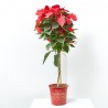 FLOR DE PASCUA POINSETTIA COPA MACETA 3 LITROS