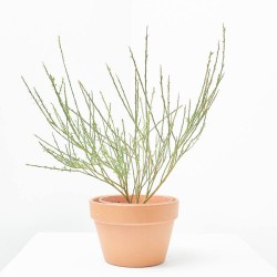 CYTISUS SCOPARIUS MACETA 3L