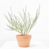 CYTISUS SCOPARIUS MACETA 3L