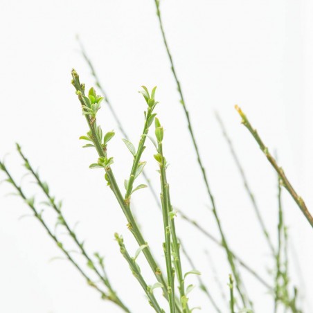 CYTISUS SCOPARIUS MACETA 3L