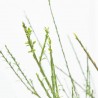 CYTISUS SCOPARIUS MACETA 3L