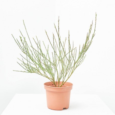 CYTISUS SCOPARIUS MACETA 3L
