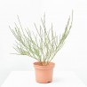 CYTISUS SCOPARIUS MACETA 3L