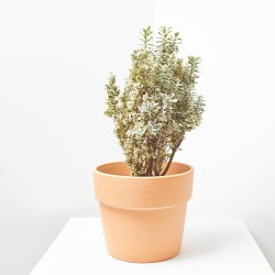 EVONYMUS JAPONICUS WHITE SPIRE MACETA 5L