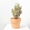 EVONYMUS JAPONICUS WHITE SPIRE MACETA 5L
