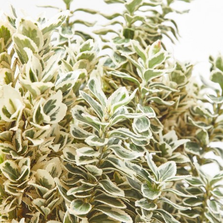 EVONYMUS JAPONICUS WHITE SPIRE MACETA 5L