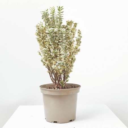 EVONYMUS JAPONICUS WHITE SPIRE MACETA 5L