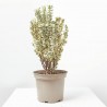 EVONYMUS JAPONICUS WHITE SPIRE MACETA 5L