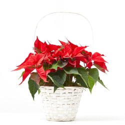 CESTA BLANCA FLOR DE PASCUA