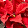 CESTA BLANCA FLOR DE PASCUA