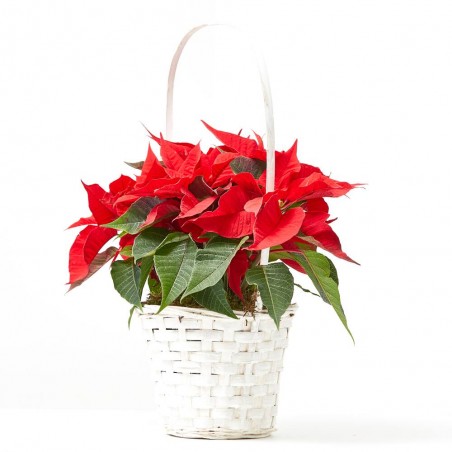 CESTA BLANCA FLOR DE PASCUA
