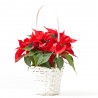 CESTA BLANCA FLOR DE PASCUA