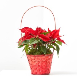CESTA ROJA FLOR DE PASCUA