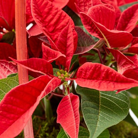CESTA ROJA FLOR DE PASCUA