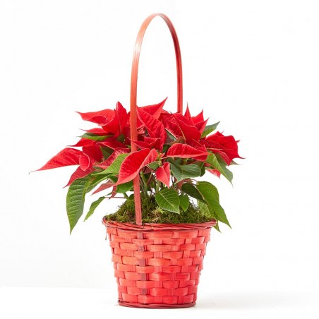 CESTA ROJA FLOR DE PASCUA