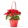 CESTA ROJA FLOR DE PASCUA
