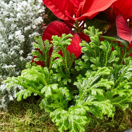 COMPOSICIÓN PLANTAS NATURALES NAVIDAD LATÓN NEGRO