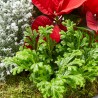 COMPOSICIÓN PLANTAS NATURALES NAVIDAD LATÓN NEGRO