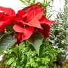 COMPOSICIÓN PLANTAS NATURALES NAVIDAD LATÓN BLANCO