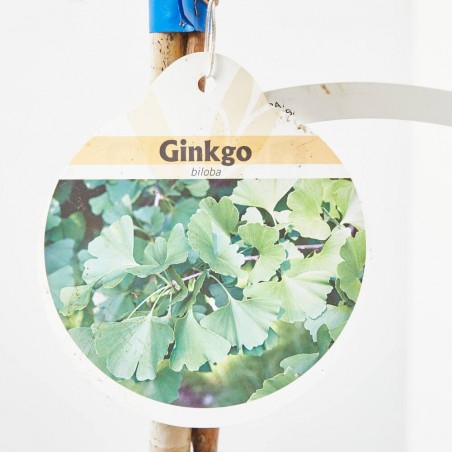 GINKGO BILOBA MACETA 10L