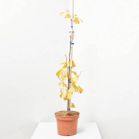 GINKGO BILOBA MACETA 10L