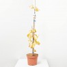 GINKGO BILOBA MACETA 10L