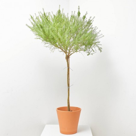 CYTISUS COPA MACETA 10 LITROS