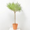 CYTISUS COPA MACETA 10 LITROS