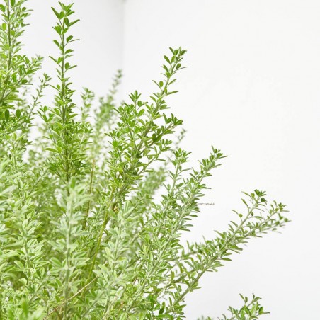 CYTISUS COPA MACETA 10 LITROS