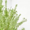 CYTISUS COPA MACETA 10 LITROS