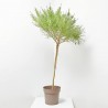 CYTISUS COPA MACETA 10 LITROS