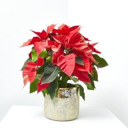 FLOR DE PASCUA PINTADA MACETA 14CM